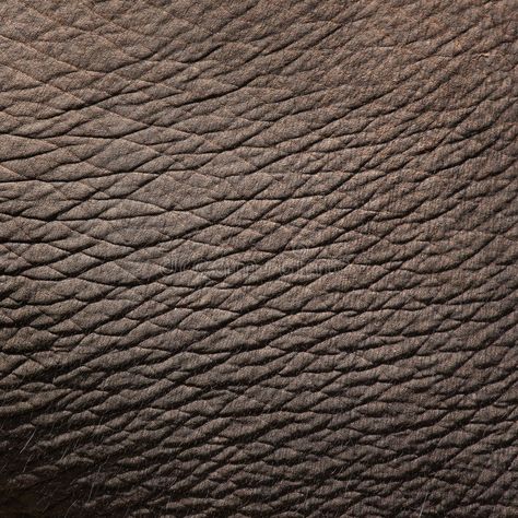 Elephant Skin Texture, Elephant Skin, Animal Skin Texture, Skin Texture, Types Of Texture, Elephants Photos, Texture Drawing, Texture Images, Animal Skin