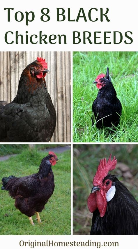 Black Chickens Breeds, Black Orpington Chickens, Black Astrolorps Chicken, Black Chicken Breeds, Mystic Onyx Chicken, Gothic Chicken Coop, All Black Chicken, Black Chicken Coop, Chicken Recipe Slow Cooker