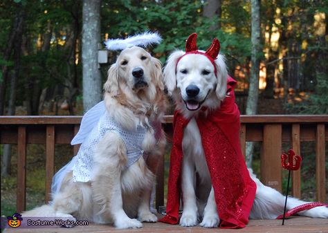 Barbara: This is Bailey & Duncan and they are dressed up as an Angel and a Devil. Perfect costumes for these two :). Two Dogs Costumes, Angel Dog Costume, Twin Dog Costumes, 2 Dogs Halloween Costumes, Matching Dog Halloween Costumes For 2 Dogs, Two Dogs Halloween Costumes, Matching Dog Costumes For 2 Dogs, Dog Costumes For Two Dogs, Duo Dog Halloween Costumes