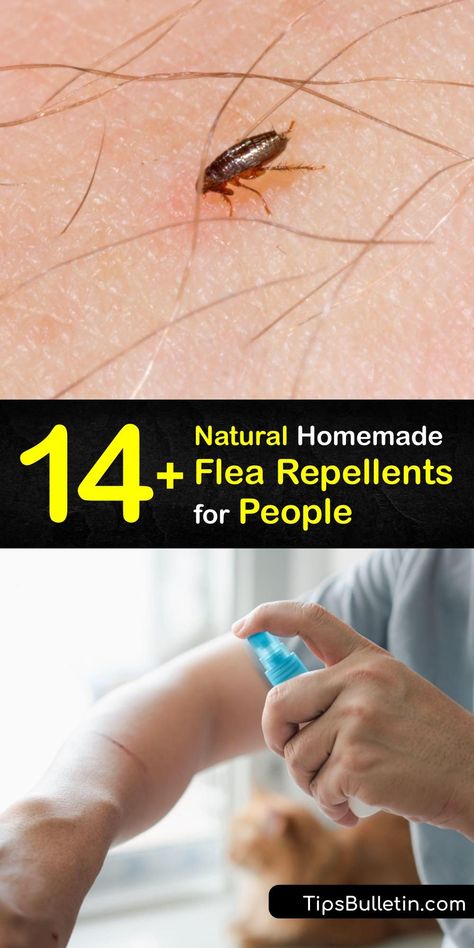 If you own pets, you know how troublesome adult fleas are when they bite. Discover ways to repel fleas, including homemade flea treatments made with essential oils and recipes for natural flea repellents which are safe for humans and the environment. #flea #human #repellent #natural Essential Oils For Flea Bites On Humans, Essential Oil For Fleas In The House, Homemade Flea Trap, How To Stop Fleas From Biting You, Fleas Remedies For House Home, Fleas Remedies For House How To Get Rid, How To Get Rid Of Fleas In House, Flea Repellent For Humans, Fleas Remedies For House