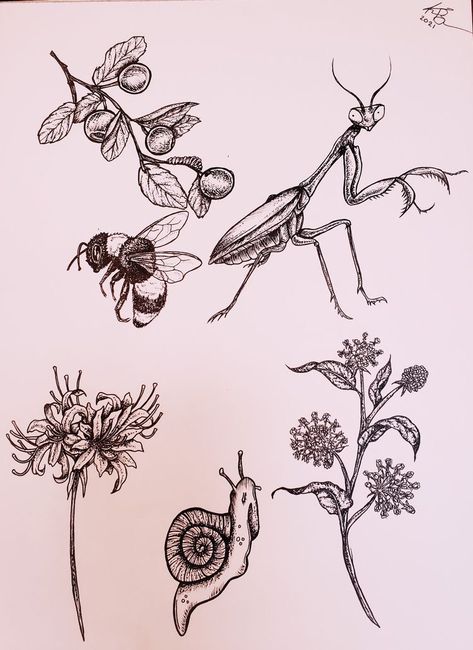 Garden Bugs Tattoo, Bug Tattoo Fillers, Botanical Bug Tattoo, Bug And Plant Tattoos, Animal And Insect Tattoos, Garden Critters Tattoo, Creepy Botanical Tattoo, Botanical Tattoo Flash Sheet, Bugs Tattoo Design