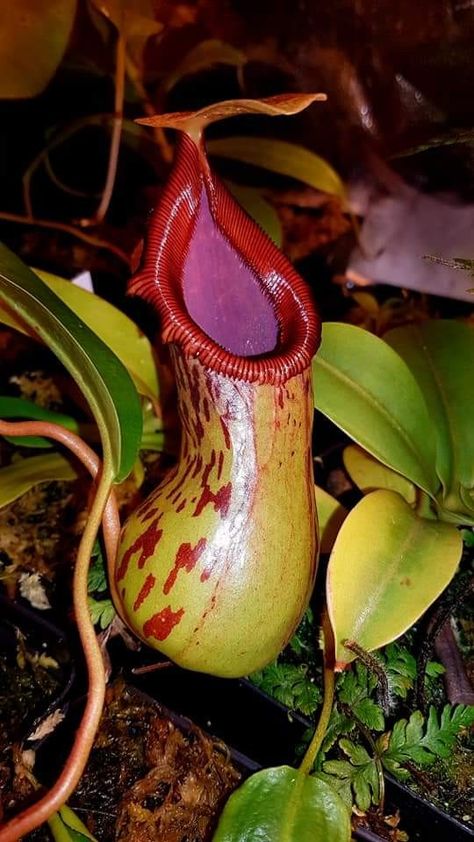 Nepenthes Pitcher Plant, Organic Objects, Flower References, Strange Flowers, Pitcher Plant, Carnivorous Plants, Tropical Art, Plant Powered, Eco Fashion