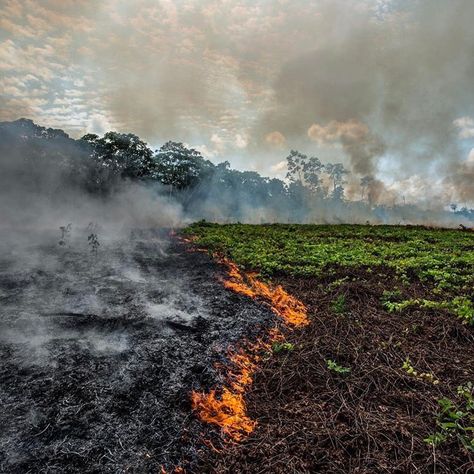 Avi Kaplan on Twitter: "This has been weighing heavily on my heart. Forests are our lungs. The Amazon itself is home to 1 million indigenous people and 3 million species. It’s so important that we all do our part to protect this beautiful world we are so blessed to live in.  #SaveTheAmazon… https://t.co/B3iHoqhqNW" Amazon Deforestation, Amazon Forest, Forest Poster, Ronaldo Cristiano, In Flames, Montage Photo, Voyage Europe, Amazon Rainforest, Forest Photography