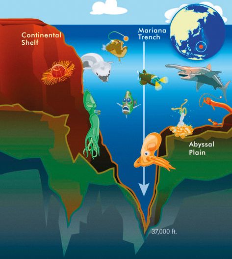 Water levels and creatures in of the Mariana Trench Mariana Trench, Marianas Trench, Conversation Starters, 3d Animation, Kids Stuff, The Ocean, The Sea, Water, Mariana