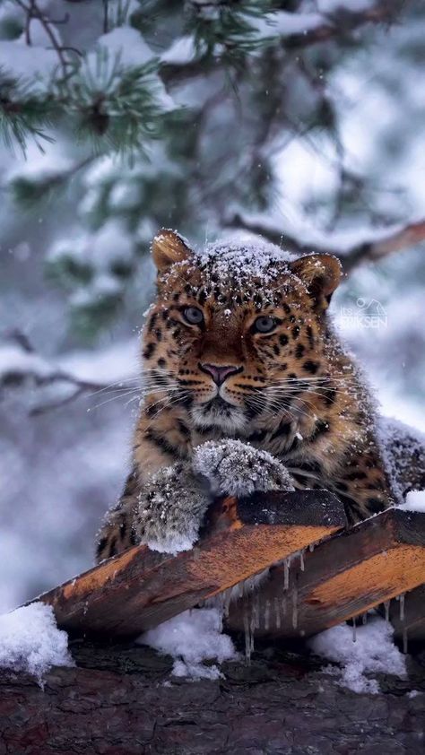 Massimo on X Regnul Animal, Amur Leopard, Wild Animals Pictures, Exotic Cats, Majestic Animals, Cute Wild Animals, Snow Leopard, Leopards, Nature Animals