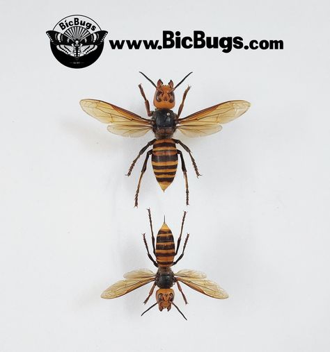 Bee Taxidermy, Nature Environment, Insect Collection, Bug Art, Insect Art, Size Difference, Stinger, Wasp, Hornet