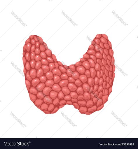 Thyroid Gland, Anatomy Study, Endocrine System, Illustration Cartoon, Transparent Png, High Res, Png Images, Anatomy, Adobe Illustrator