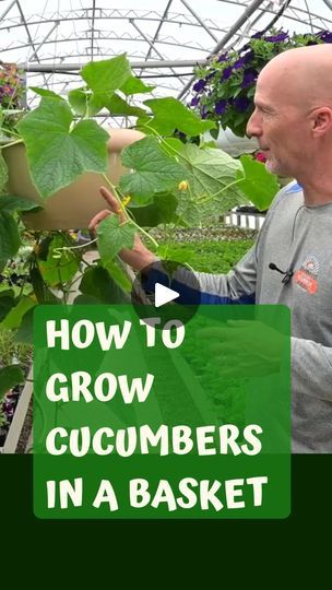 Grow Cucumbers in a Hanging Basket | This is a great way to grow your cucumbers! We've grown cukes in hanging baskets for decades and it really is the way to do it. Try growing your... | By Sharkey's GreenhousesFacebook Back Porch Garden, Cucumber Growing, Planting Food, Homemade Greenhouse, Grow Cucumbers, Pvc Garden, Cucumber Gardening, Garden Tricks, Buy Dirt