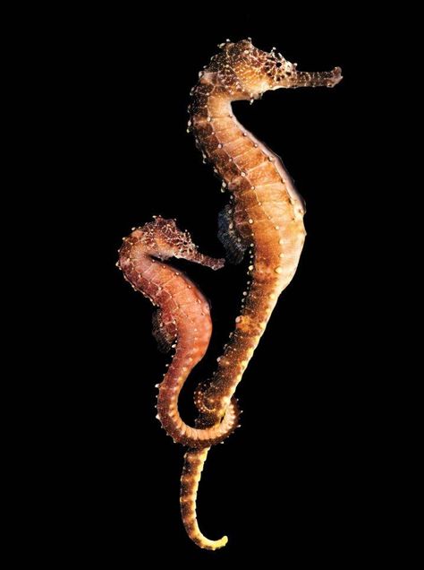 no, not babies.... seahorses EAT their babies! The theory is that they cling together to look bigger to predators...still sweet, but realistic. Seahorse with baby in tow. Hold on.. Baby Seahorse, Fauna Marina, Beautiful Sea Creatures, Sea Dragon, Underwater Life, Seahorses, Sea Monsters, Ocean Creatures, Ocean Animals