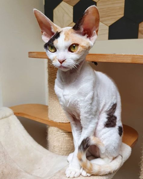 Marine on Instagram: “Passion Rex Poupée Galaxie du Kepout  #cat #cats #chat #chats #chaton #chatons #crazycat #devon #rex #devonrex #devonrexfans…” Devon Rex Aesthetic, Devin Rex Cat, Devon Rex Kittens, Cute Hairless Cat, Devon Rex Cat, Chat Sphynx, Devon Rex Cats, Sphinx Cat, Dream's Cat