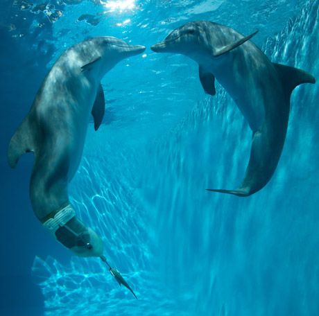 Winter Dolphin, Dolphins Underwater Photography, Dolphin Tale 2, Dolphin Swimming Aesthetic, Ocean Aesthetic Dolphin, Swimming With Dolphins, Sea Life Wallpaper, Dolphin Tale, Dolphin Images