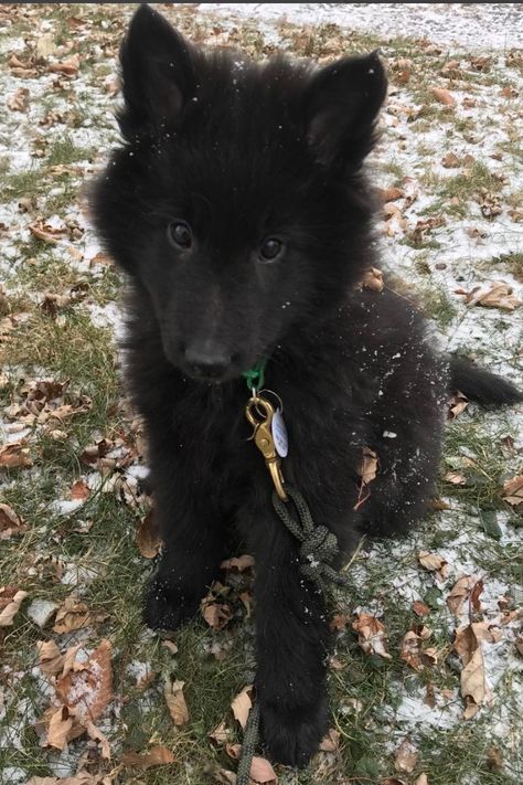 Wolf Dogs, Black Saint Bernard, All Black Dog, Wolf Dog Black, Black Wolfdog Aesthetic, Black Husky, Black Wolf Dog Aesthetic, Large Black Dog, Big Dog Breeds