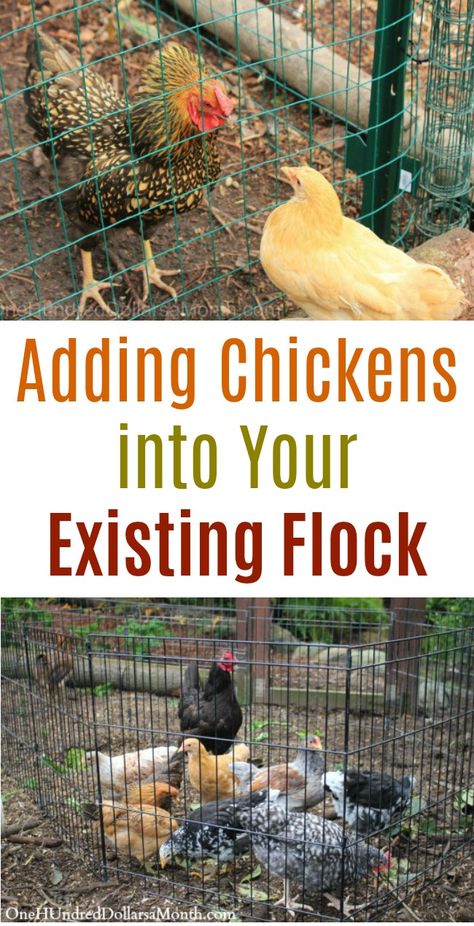 Adding Chickens into Your Existing Flock - One Hundred Dollars a Month Add On To Chicken Coop, Adding New Chickens To Your Flock, Cedar Chicken Coop Ideas, Adding On To Chicken Coop, Chicken Raising Tips, Chicken Teepee, Chicken Coop Add On Ideas, Temporary Chicken Coop, Chicken Coops Ideas