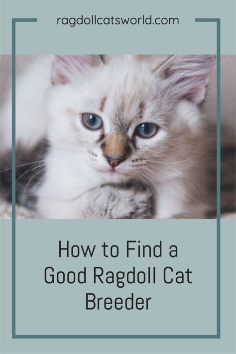 Ragdoll Cat Breeders, Ragdoll Cat Breed, Most Popular Cat Breeds, Cat Tips, Cat Breeder, Ragdoll Cats, Pet Stores, Ragdoll Kitten, Cat Breed