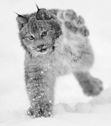 Wild Photography, Playing In The Snow, Nature Adventure, Nature Wildlife, Wildlife Nature, Wild Nature, Life Pictures, Wildlife Animals, Wild Life