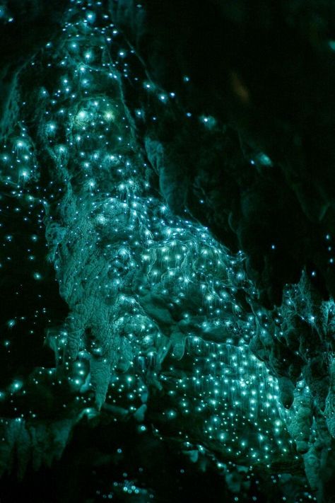 The Glow Worms Are Absolutely Thriving With Reduced Tourist Numbers Glow Worms, Glow Worm Cave, Fern Gully, Glowing Mushrooms, Dark Cave, Underwater Caves, Glow Worm, Underground Caves, Living In New Zealand