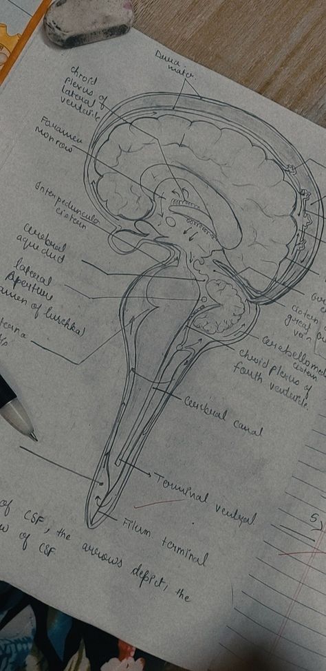 Biology Anatomy Aesthetic, Neurologist Aesthetic Wallpaper, Neurosurgery Aesthetic Wallpaper, Brain Doctor Aesthetic, Neuropsychiatry Aesthetic, Neuro Science Aesthetic, Neuroscience Student Aesthetic, Neurology Wallpaper, Neuro Wallpaper