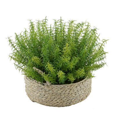 Decorative ornamental grasses have become increasingly popular. Bring them indoors with this easy-to-care-for faux rosemary grass arrangement. The PE grass is flexible and can easily be shaped, and is securely "potted" in a seagrass tray basket (measuring 11-1/2" diameter x 4-1/4" tall, with 2 handles). The overall arrangement dimensions are measured leaf tip to leaf tip, bottom of planter to tallest leaf tip: 16" diameter x 13" tall. Each arrangement is handcrafted, so the piece your receive ma Tray Basket, Artificial Foliage, Silk Plants, Pillows Flowers, Ornamental Grasses, Faux Plants, Outdoor Projects, Grasses, Artificial Plants