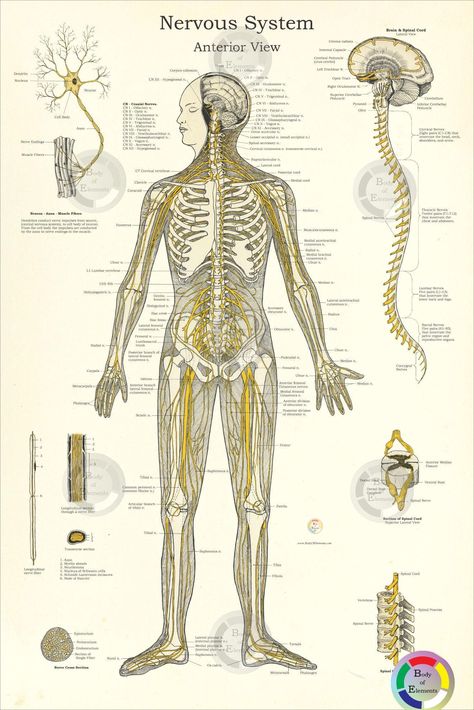 Nervous System Poster - 20" X 30" and 24" X 36" Custom designed healthcare poster.  Printed on HP satin finish paper. Available laminated. Anterior view of the nerves of the human body. The 12 cranial nerves. Lateral view of the brain and spinal cord showing the 31 pairs of spinal nerves: 8 cervical, 12 thoracic, 5 lumbar, 5 sacral, and coccygeal. The parts of a neuron including a cross section of a nerve fiber. Shipping USPS to USA addresses. USPS first class international mail. Spinal Nerve Chart, Spinal Nerves Anatomy, Healthcare Poster, Nervous System Parts, Nervous System Anatomy, Nerve Anatomy, Poster Medical, Human Nervous System, Anatomy Poster