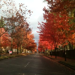 Autumn in Redmond, WA. City Talon was born in. Washington State Aesthetic Fall, Fall Foliage Washington State, Fall In Washington, Winthrop Washington, Renton Washington, Redmond Washington, Lovely Smile, Autumn Nature, Simple Things