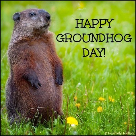 Groundhog Day Pictures, Groundhog Pictures, Groundhog Day Movie, Punxsutawney Phil, Happy Groundhog Day, National Days, Groundhog Day, Memorable Quotes, Back To Nature