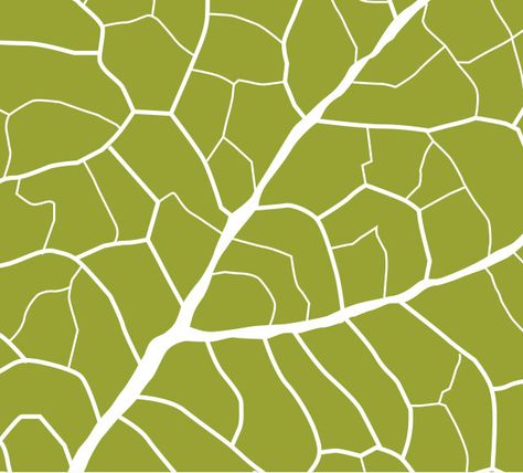 Detail of Aspen Leaf Veins - http://www.wildbluedream.com/product/leaf-veins-in-green/ Leaf Veins Art, Leaf Veins, Aspen Leaf, Graphic Art Prints, Aspen, Designs To Draw, Vector Design, Graphic Prints, Graphic Art