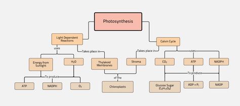 Photosynthesis, the Calvin Cycle, Light dependent reactions. Review your facts with this Photosynthesis concept map. Photosynthesis Concept Map, Light Reaction Photosynthesis, Calvin Cycle, Light Reaction, Build Projects, School Jobs, Concept Map, Biology Notes, Interesting English Words