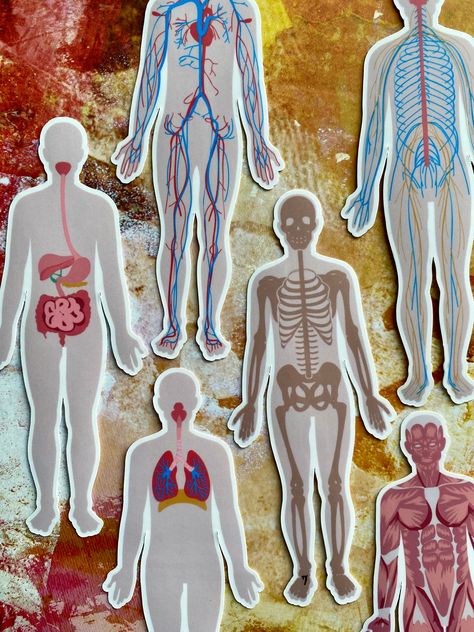 Excited to share the latest addition to my #etsy shop: Pack of 6 Waterproof Vinyl Human Anatomy Stickers, Human Body Anatomical Sticker Pack, Journal Planner Laptop Stickers https://etsy.me/3VCpFyK #kidscrafts #sciencetech #yes #vinylstickers #waterproofstickers #body Anatomy Stickers, Birthday Gift Baskets, Vinyl Sticker Paper, Medical Illustration, Vinyl Paper, Medical Field, Anatomy Art, Human Anatomy, Sticker Vinyl