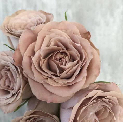 Cappuccino Rose Bouquet, Cappuccino Rose, Tan Roses, Dusty Pink Roses, Beige Roses, Neutral Wedding Flowers, Goth Garden, Rose Varieties, Dusty Rose Wedding