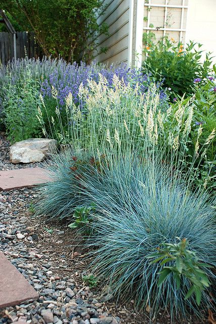 Blue Fescue - full sun to part shade (for living room side of front porch) Blue Fescue, Drought Tolerant Garden, Drought Tolerant Landscape, Gravel Garden, Coastal Gardens, Grasses Garden, Garden Shrubs, Have Inspiration, Native Garden