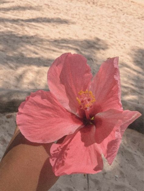 Asethic Widget Pictures, Pretty Asethic, Pink Asethic, Soft Music, Write Poetry, Pink Hibiscus, Read And Write, Pink Aura, Nothing But Flowers