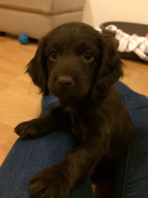 Dark Brown Cocker Spaniel, Chocolate Cocker Spaniel, Brown Puppies, Image Swag, Very Cute Dogs, Cocker Spaniels, Really Cute Dogs, Spaniel Puppies, Kittens And Puppies