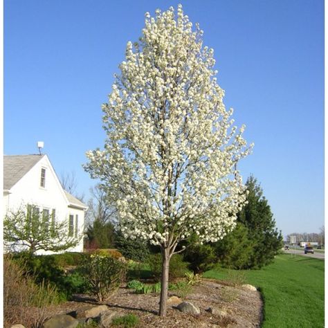 These deciduous trees have proven reliable and very popular in modern gardens.  One of our favorites at Online Plants, choose from wider species such as Manchurian pear or snow pear, through to narrow forms ideal for driveways such as Capital or Aristocrat.   Online Plants has an extensive range ornamental pear tree. Available for fast delivery to your door in all Melbourne, Sydney, Adelaide, Canberra and Brisbane, metropolitan and regional areas. Spruce Landscaping, Landscape Makeover, Ornamental Pear Tree, Spring Blooming Trees, Bradford Pear Tree, Flowering Pear Tree, Outside Landscaping, Trees For Front Yard, Zone 7