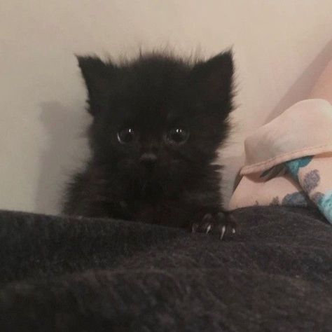 Baby Black Cat, Silly Cats Pictures, Cute Cats Photos, Black Kitten, Cute Black Cats, Baby Kittens, Cute Cats And Kittens, Cute Animal Pictures