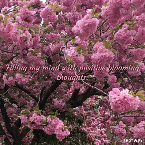 Cherry Blossoms, Spring Time, Positive Thoughts, Blossoming, Bloom Cherry Blossom Quotes, Blossom Quotes, Quotes Aesthetic, Cherry Blossoms, Positive Thoughts, Spring Time, Cherry Blossom, Coco, Blossom