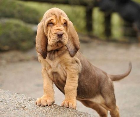 The 14 Cutest Bloodhound Pictures of All Time | PetPress Blood Hounds, Bloodhound Puppies, Puppy Dog Pictures, Beagle Dogs, Bloodhound Dogs, Wallpaper Dog, Disabled Dog, Basset Hound Puppy, Hound Puppies