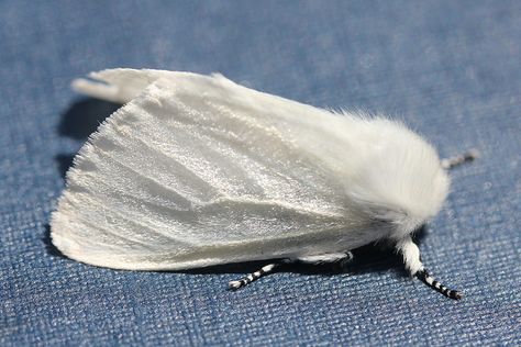 White Satin Moth (Leucoma salicis) White Moth, White Satin Moth, White Plume Moth, White Lined Sphinx Moth, Pale Tussock Moth, Cute Halloween Outfits, Moth Wings, Insect Wings, Moth Art