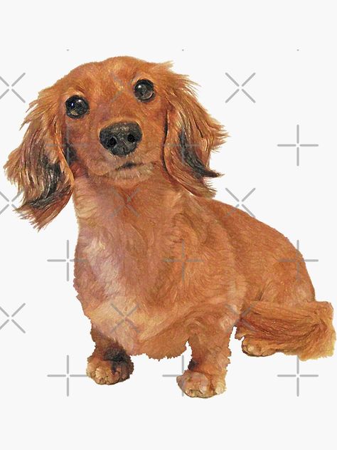 "Cute Long Haired Dachshund Painting" Sticker by SmartPooch | Redbubble Long Haired Dachshund Drawing, Cute Dachshund Drawings, Dachshund Sketch, Dachshund Drawing, Dachshund Painting, Dachshund Cartoon, Face Doodles, Dachshund Illustration, Dog Xmas