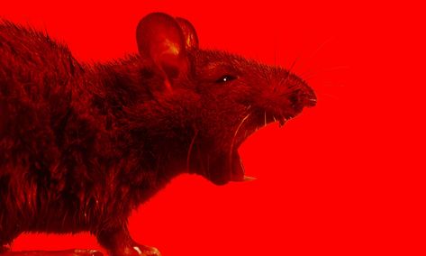 Man v rat: could the long war soon be over? | Science | The Guardian City Rats, Red Rat, Purple Toes, Spanish Men, Forest Fire, Catching Fire, Poor People, Color Of Life, The Guardian