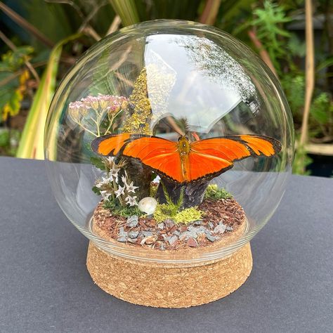 nicknaming this butterfly tangerine rn 🍊🦋 a reminder: to all of the wonderful hobbyists & breeders that’ve sent me their natural passing ‘babies’ - THANK YOU. I’m so happy to be able to preserve their beauty :”) & help educate/share with others how to source specimens in a similar way :)) this piece features a Juliette butterfly (I believe!), a raw amethyst crystal, ‘forest flooring’, a preserved lichen covered branch, fern, moss, lichen, snail shells & preserved (orange) fungi!! 🍄 this i... Butterfly Preservation, Butterfly Biosphere, Moss Butterfly, Butterfly Terrarium Live, Butterfly Taxidermy Aesthetic, Snail Shell, Send Me, Amethyst Crystal, Thank You