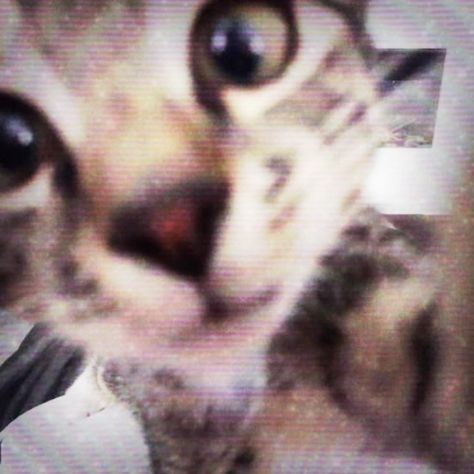 Cat Kissing The Screen, Y2k Cat Aesthetic, Silly Cats Aesthetic, Silly Icons Aesthetic, Cat Y2k Wallpaper, Cat Kissing Screen, Pfps Aesthetic Y2k, Cute Cat Icon Aesthetic, 2000s Aesthetic Icons