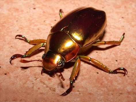 Golden Scarb Beetle (Chrysina resplendeus) Costa Rica, Panama, El Salvador Golden Scarab, Weird Insects, Insect Photos, Dragonfly Insect, Beetle Insect, Cloud Forest, Scarab Beetle, Animal Groups, Beautiful Bugs