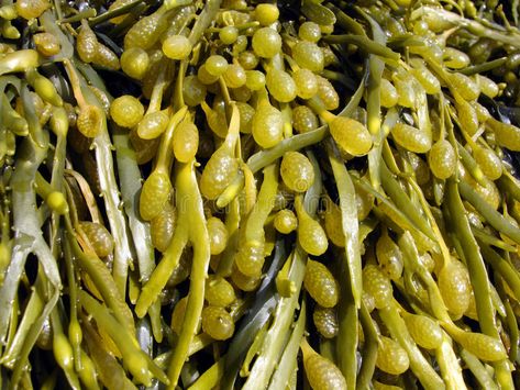 Brown algae, fucus. Brown algae in the White Sea, fucus , #AFF, #algae, #Brown, #fucus, #Sea, #White #ad Foods To Eat, Kimchi, Green Beans, Stock Images Free, You Never, Top 10, Stuffed Mushrooms, Diet