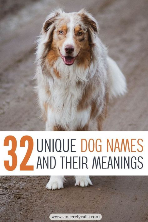 unique dog names Girl Puppy Names Unique, Boy Puppy Names Unique, Cool Dog Names Boys, Puppy Girl Names, Puppy Names Unique, Girl Dog Names Unique, Pet Names For Dogs, Unique Dog Names