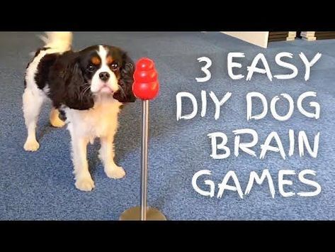 3 easy DIY dog brain games Mental Stimulation For Dogs Diy, Dog Puzzles Diy, Dog Busy Toys, Dog Games Diy, Dog Toys Diy Homemade, Dog Brain Games, Games For Puppies, Games For Dogs, Dog Toys For Boredom