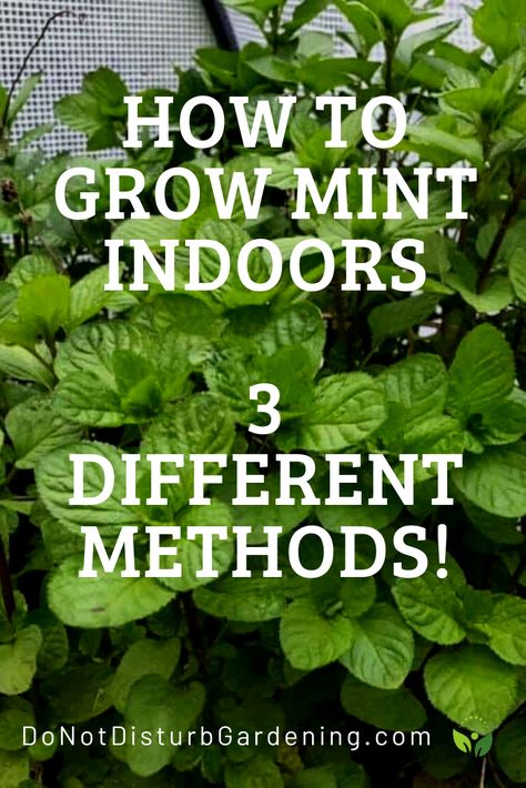 Grow Mint Indoors, Mint Plant Care, Growing Mint Indoors, How To Grow Mint, Grow Mint, Mint Seeds, Mint Garden, Growing Herbs Indoors, Growing Mint