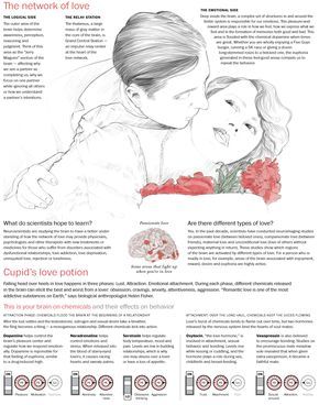 How the mind processes love .. interesting study about the complex emotion of love (from the brain's perspective:) Brain Imaging, Psychology Infographic, Science Of Love, Emotional Attachment, Brain Science, Jane Eyre, Neurology, Human Behavior, Psychology Facts