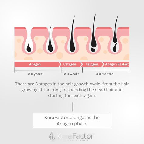 Unlock the secret to longer, stronger hair with KeraFactor! 🌱 Did you know there are 3 stages in the hair growth cycle? From root growth to shedding and restarting the cycle, KeraFactor extends the Anagen phase, promoting healthier, more resilient locks. Embrace every stage of your hair journey with confidence! 💪✨ #HairGrowthCycle #KeraFactor #StrongHair  https://shop.mykerafactor.com Stages Of Hair Growth, Hair Cycle, Hair Studies, Social Media Posts Ideas, Hair Science, Hair Content, Esthetics Room, Hair Growth Cycle, Science Research