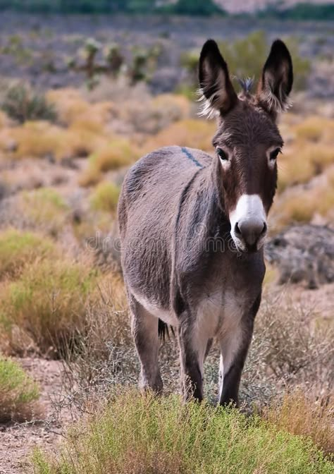 Donkeys, Donkey Images Pictures, Aesthetic Donkey, Donkey Side View, Donkey Images, Mexican Donkey, Savanna Animals, Donkey Laying Down, Baby Donkey