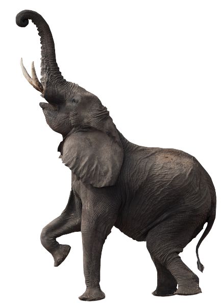 Elephant Standing Up, Elephant Sitting Down, Elephant Caricature, Elephant Side View, Pictures Of Elephants, Elephant Sketch, Elephant Trunk Up, Elephant Photography, Elephants Never Forget